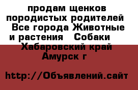 продам щенков породистых родителей - Все города Животные и растения » Собаки   . Хабаровский край,Амурск г.